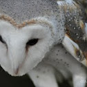 Barn Owl