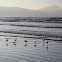 Dowitcher