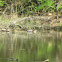 Red Ear Sliders & Painted Turtles