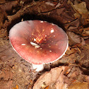 Mushroom
