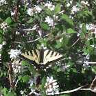 Yellow swallowtail