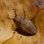 Antlion Larva