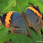 Orange Oakleaf Butterfly