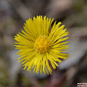 Coltsfoot