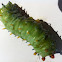 Cecropia moth (larva)