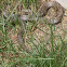 smooth snake