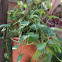 Money plant