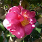 Japanese Tsubaki (Camellia)?