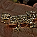 Lizard