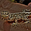 Lizard