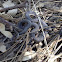 Wandering Garter Snake