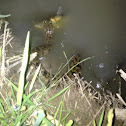 Diamondback water snake