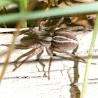 spider