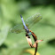 Little Blue Dragonlet