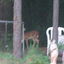 White Tailed Deer