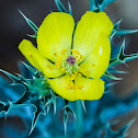 Mexican prickly poppy,