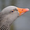 Greylag Goose