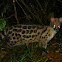 small spotted genet
