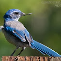 Western Scrub Jay