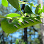 Hawk Moth Caterpillar
