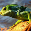 Fiji banded Iguana