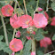 Globe Mallow