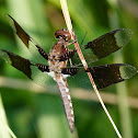 Common whitetail dragonfly