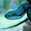 Eastern Ratsnake