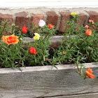 Portulaca