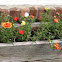 Portulaca