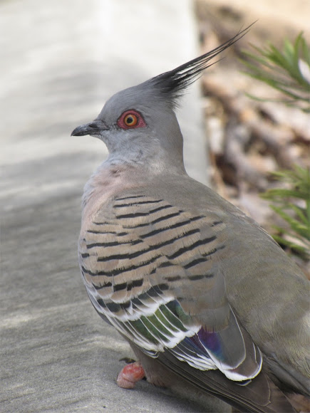 Spotting Image 1