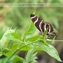 Zebra Longwing Butterfly