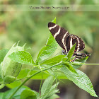 Zebra Longwing Butterfly