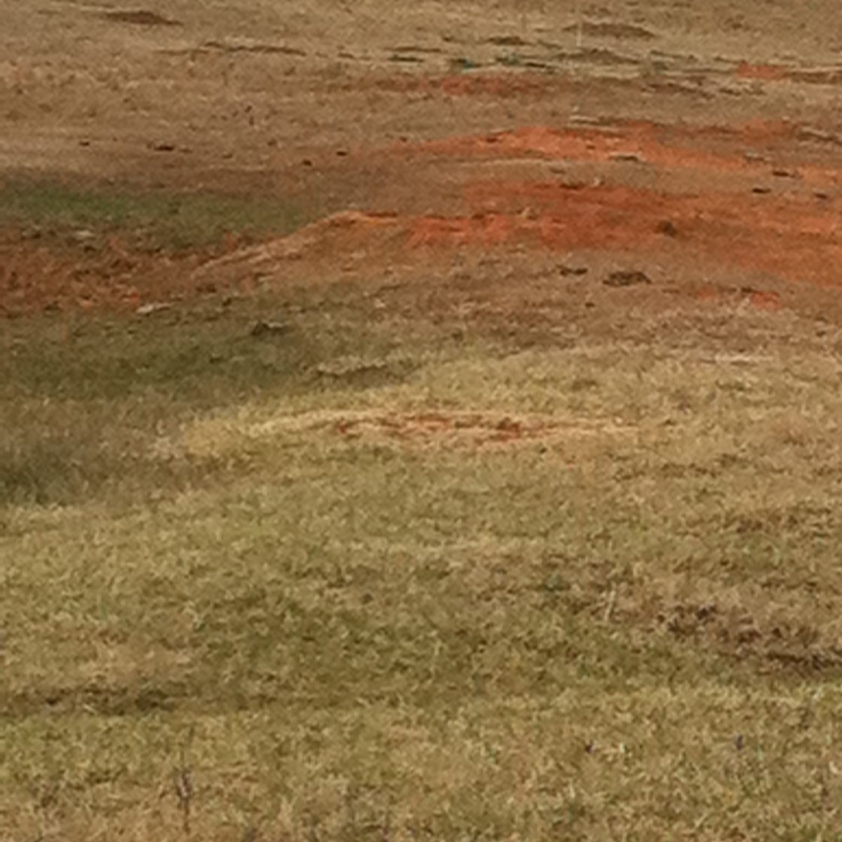 Prairie dog