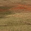 Prairie dog