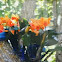 Orchids