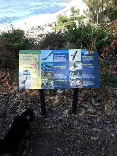 Bird Spotters Walk - Hyams Beach