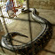 Burmese python