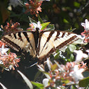 Western Tiger Swallowtail