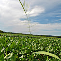 Wild Rice
