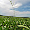 Wild Rice