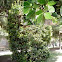 Laurus nobilis, laurel o lauro