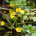 Kingcup / Sumpfdotterblume