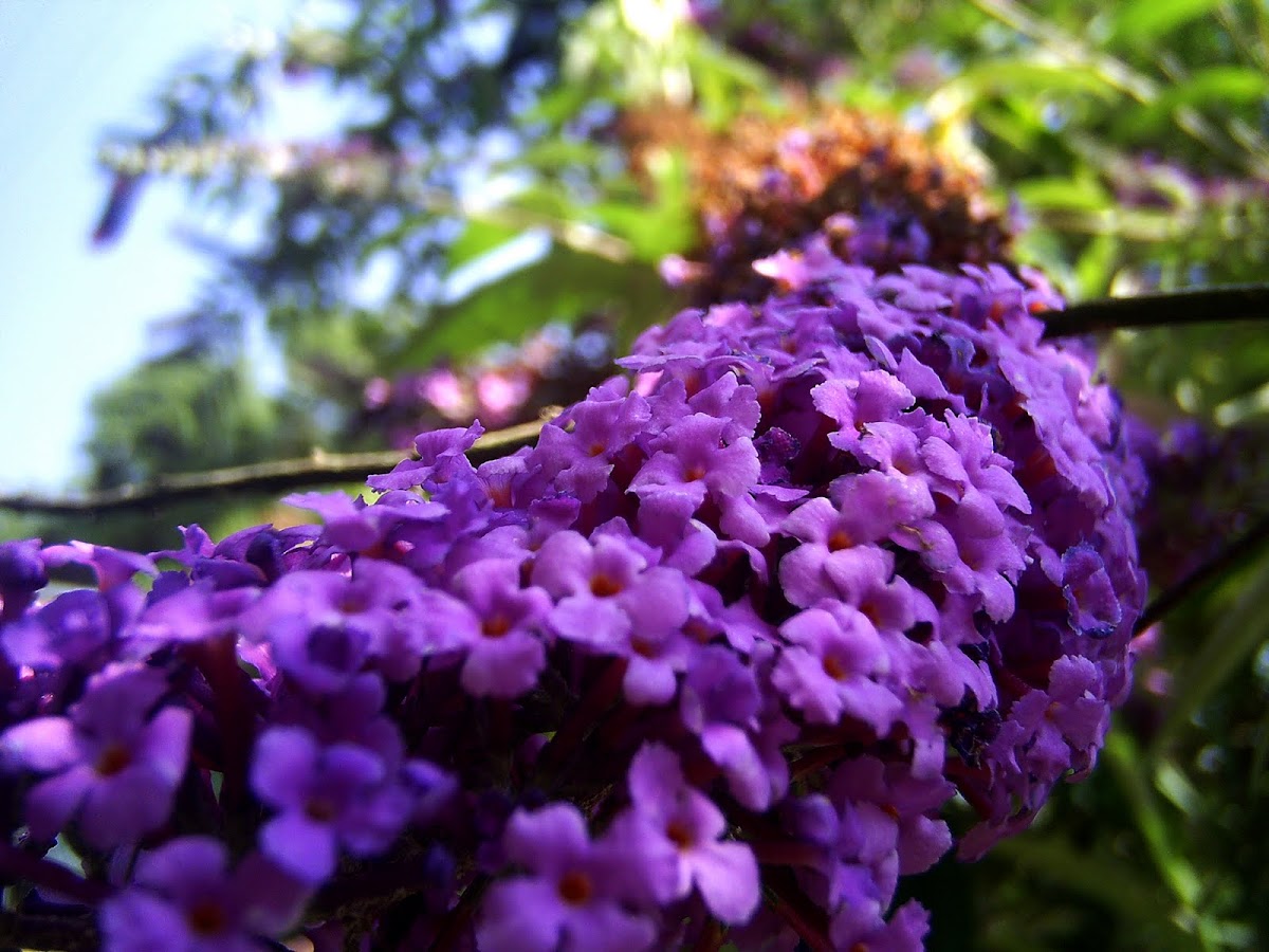 Buddleja davidii