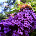 Buddleja davidii