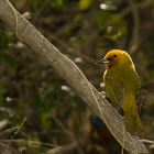 Spectacled Weaver