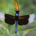 Widow Skimmer