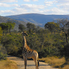 Giraffe