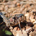 Grasshopper