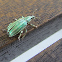 Weevil